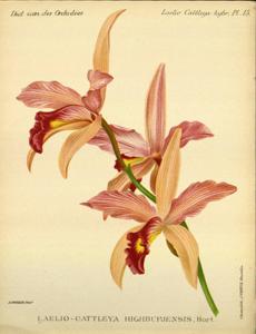 Cattleya Highburiensis