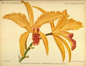 Cattleya Hippolyta