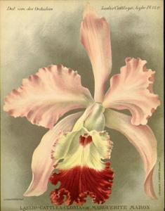 Cattleya Clonia