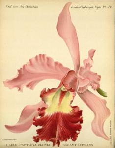 Cattleya Clonia