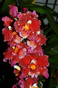 Oncidium Feuerkugel