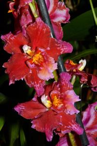 Oncidium Feuerkugel