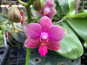 Phalaenopsis Sara Lee