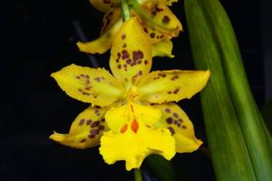 Oncidium Tiger Hambühren