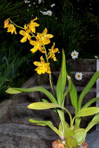 Oncidium Tiger Hambühren