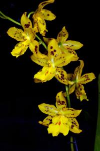 Oncidium Tiger Hambühren