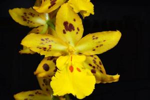 Oncidium Tiger Hambühren