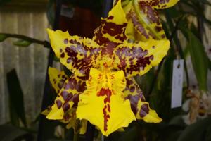 Oncidium Tiger Hambühren