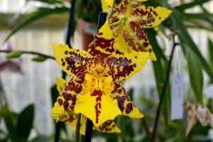 Oncidium Tiger Hambühren