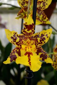 Oncidium Tiger Hambühren