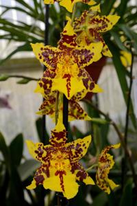 Oncidium Tiger Hambühren