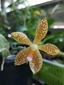 Phalaenopsis Gigancervi