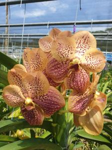 Vanda Law Class of 1978, NUS