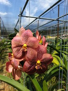 Vanda Law Class of 1978, NUS