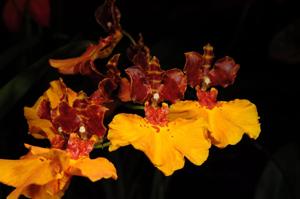 Gomettia Memoria Christa Erdmann