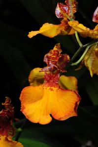 Gomettia Memoria Christa Erdmann