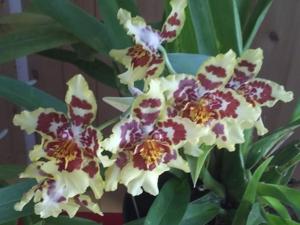 Oncidium Memoria Kendrick Williams