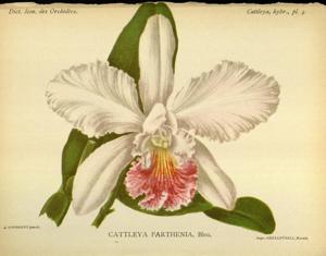 Cattleya Parthenia