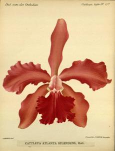 Cattleya Atalanta