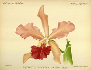 Cattleya Atalanta