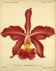 Cattleya Goossensiana