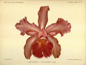 Cattleya Miss Harris