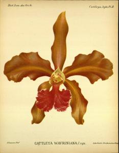 Cattleya Wavriniana