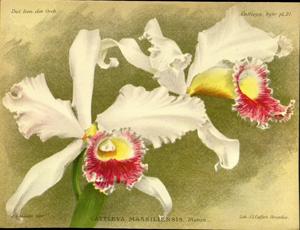 <i>Cattleya</i> x <i>massiliensis</i>