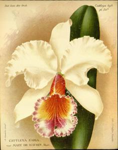 Cattleya Fabia