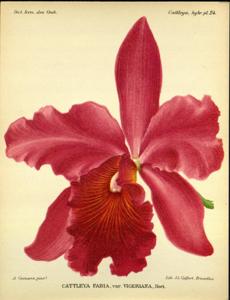 Cattleya Fabia