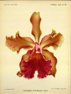 Cattleya F. W. Wigan