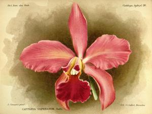 Cattleya imperator