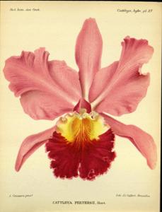 Cattleya Peetersii