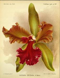 Cattleya Pittiana (1902)