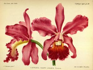 Cattleya Saint Gilles