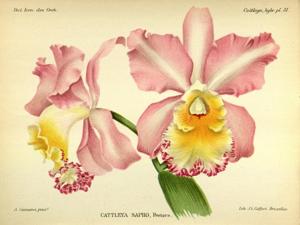 Cattleya Mrs. Pitt