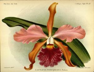 Cattleya Wincqxiana