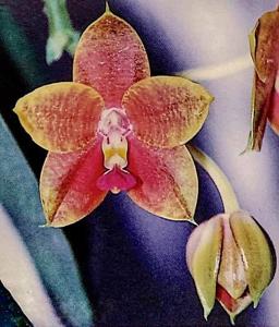 Phalaenopsis Amber Delite