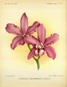 Cattleya isabellae
