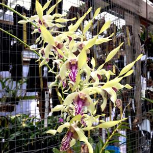 Dendrobium Alice Chong