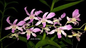 Dendrobium superbiens