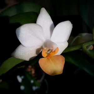 <i>Phalaenopsis</i> Liu's Triprince