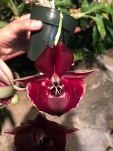 Catasetum Fong Cing