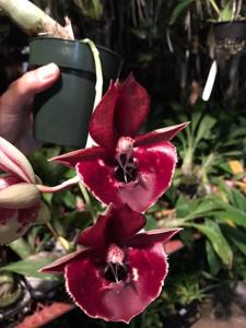 Catasetum Fong Cing