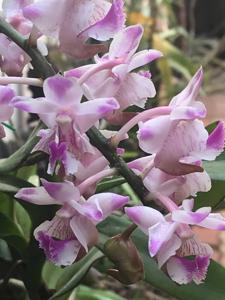 Aerides Pussadi