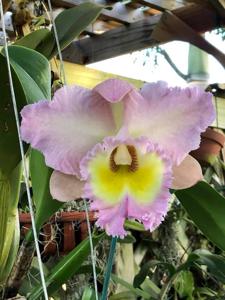 Rhyncholaeliocattleya Mount Anderson