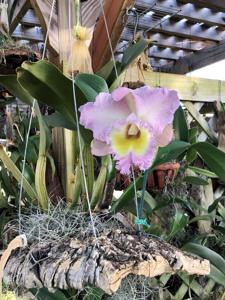 Rhyncholaeliocattleya Mount Anderson