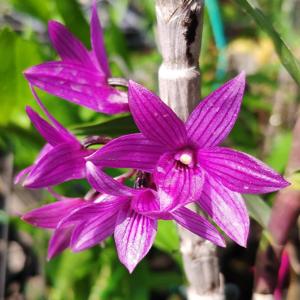 Dendrobium Hanlin Mikotae