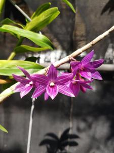 Dendrobium Hanlin Mikotae