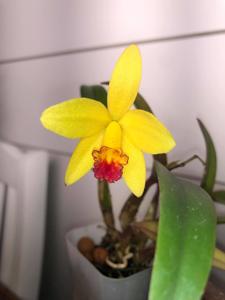 Cattleya Yellow Doll